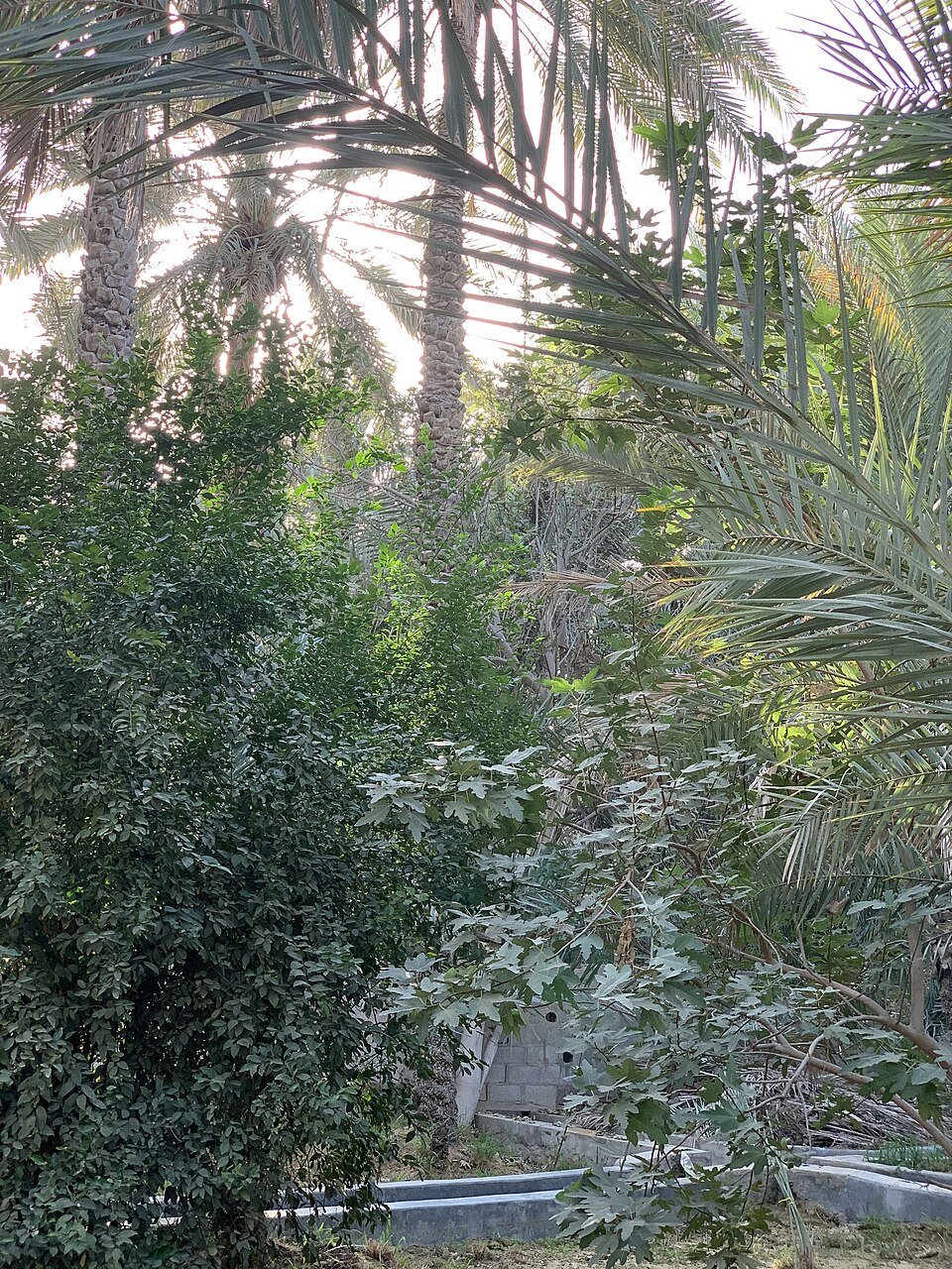 Al Ain