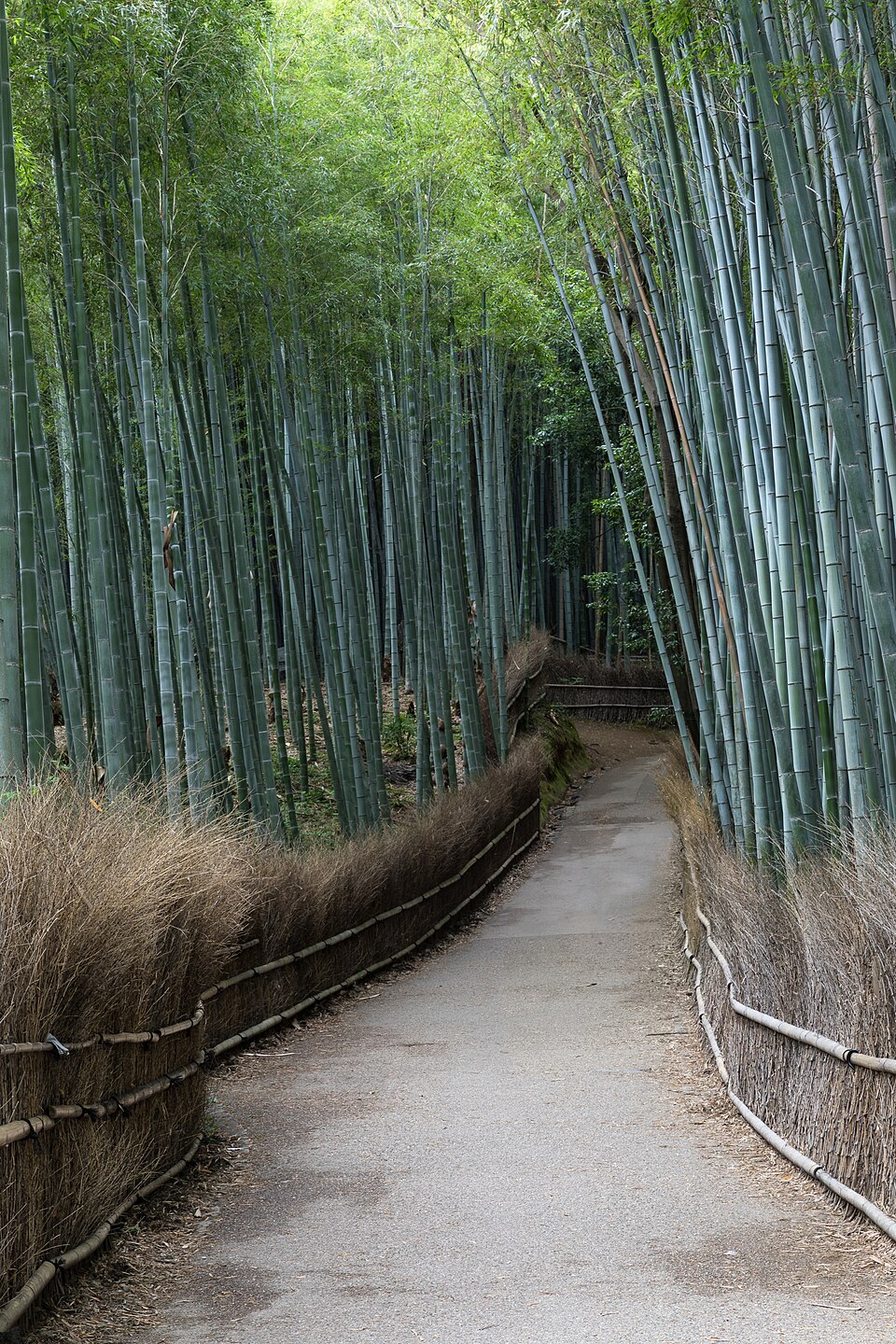 嵐山の竹林